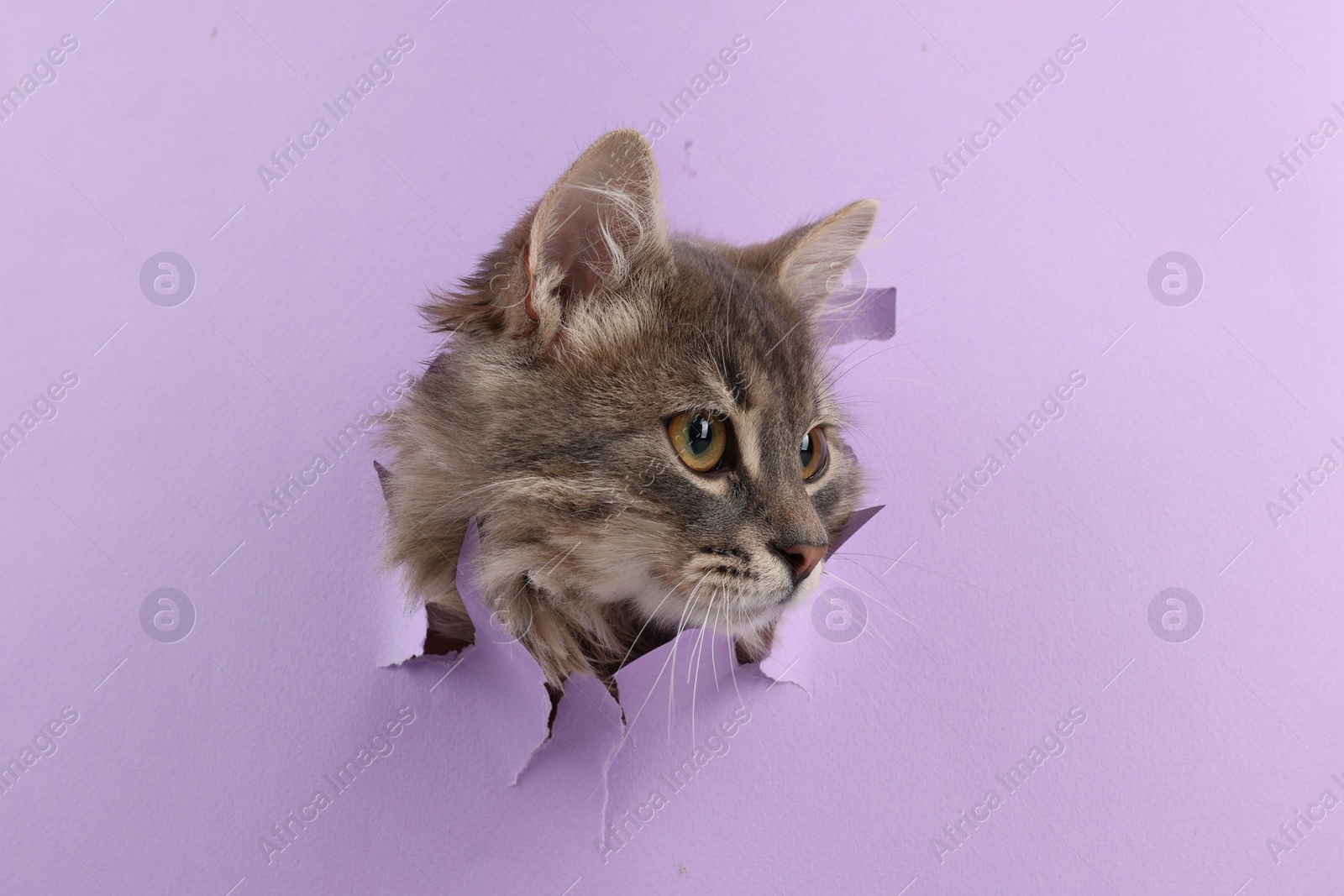 Photo of Cute cat looking through hole in violet paper