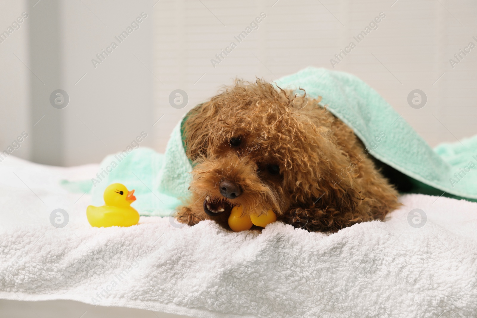 Photo of Cute Maltipoo dog wrapped in towel gnawing rubber duck indoors. Lovely pet