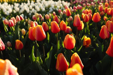 Beautiful blooming tulips in field on sunny day