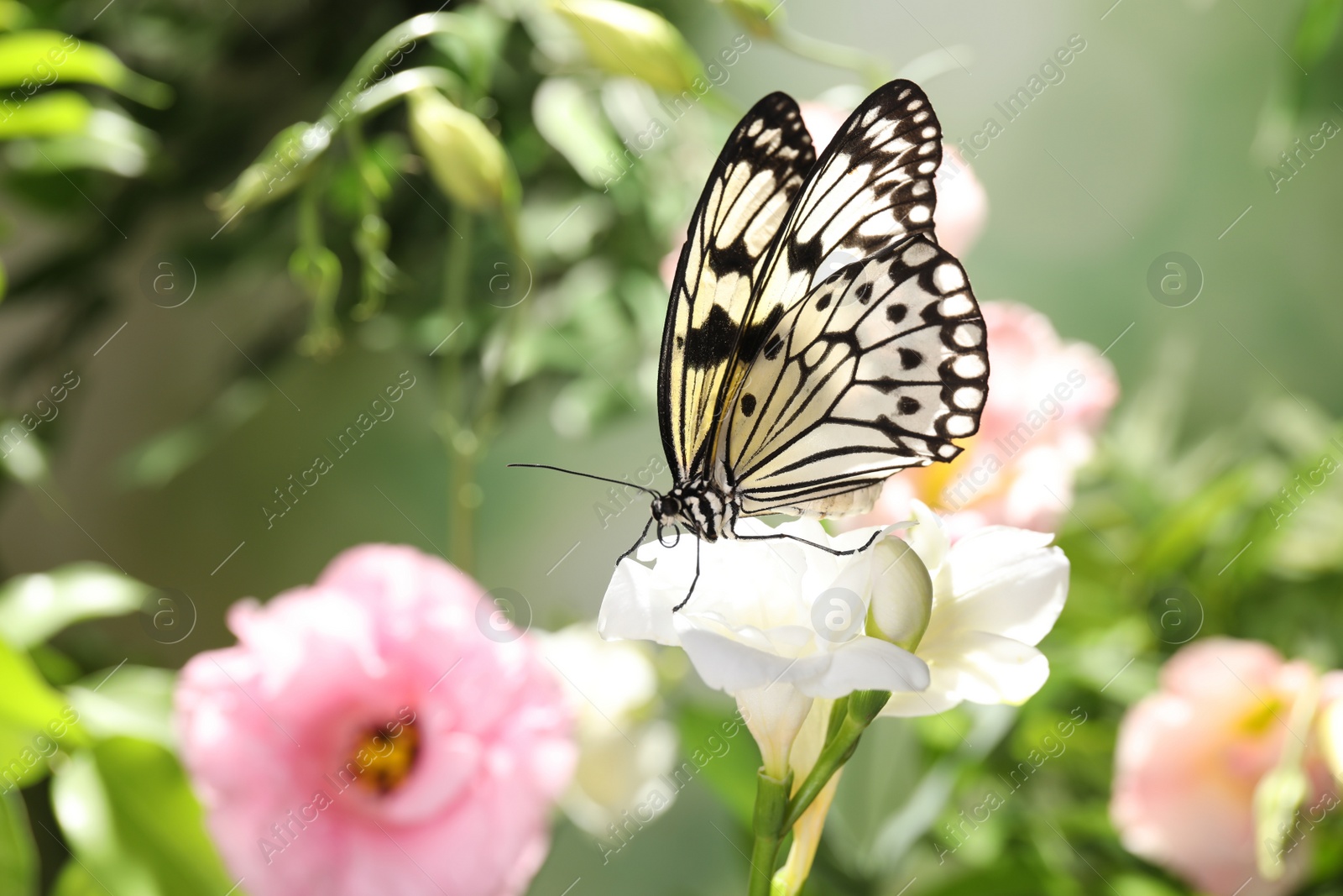 Photo of Beautiful rice paper butterfly on white flower in garden