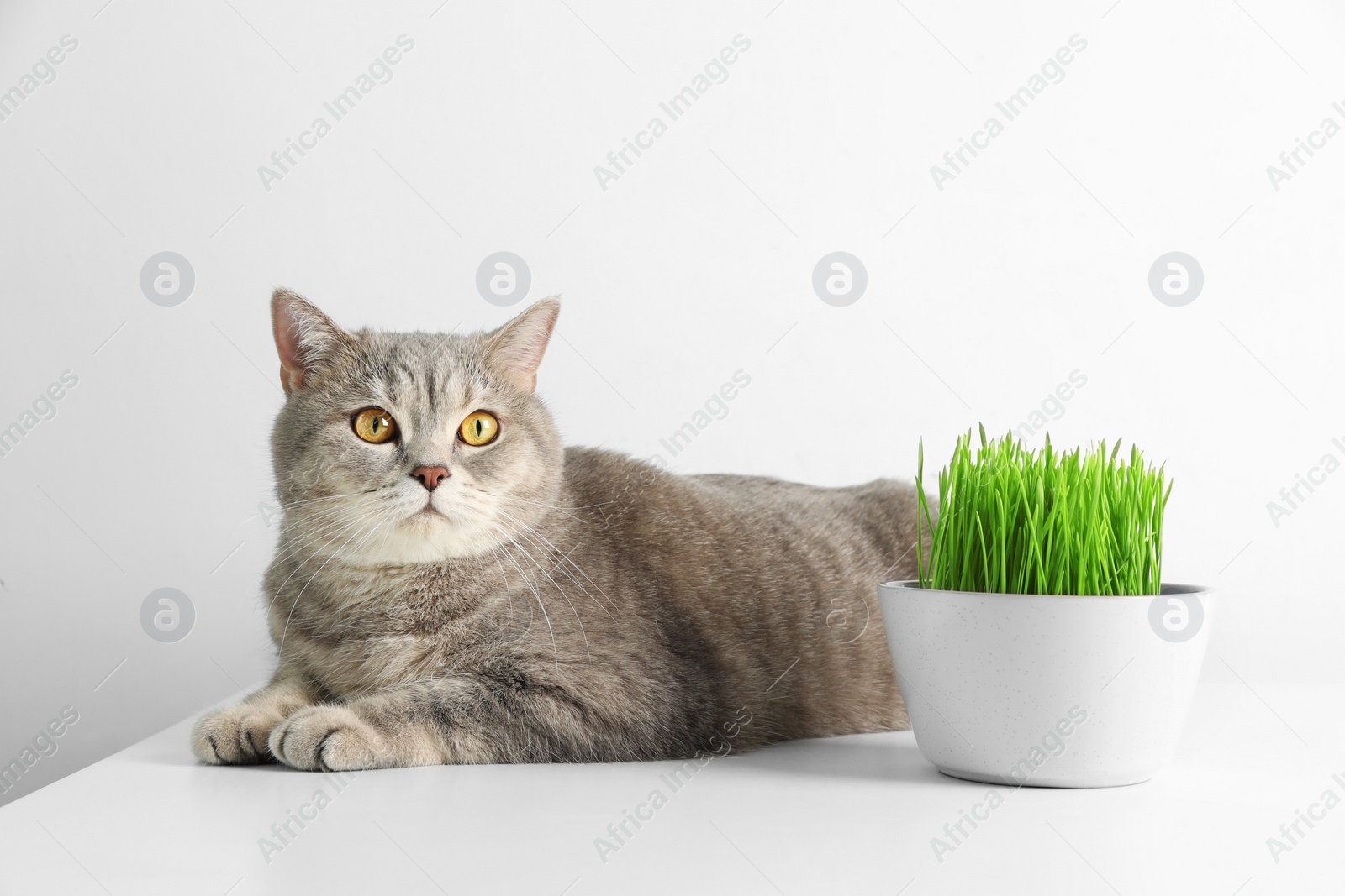 Photo of Cute cat and fresh green grass on white background