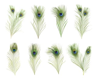 Image of Beautiful bright peacock feathers on white background, collage 
