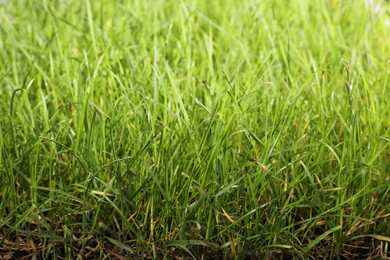 Photo of Beautiful lush green grass as background, closeup