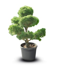 Image of Beautiful bonsai tree in pot isolated on white 