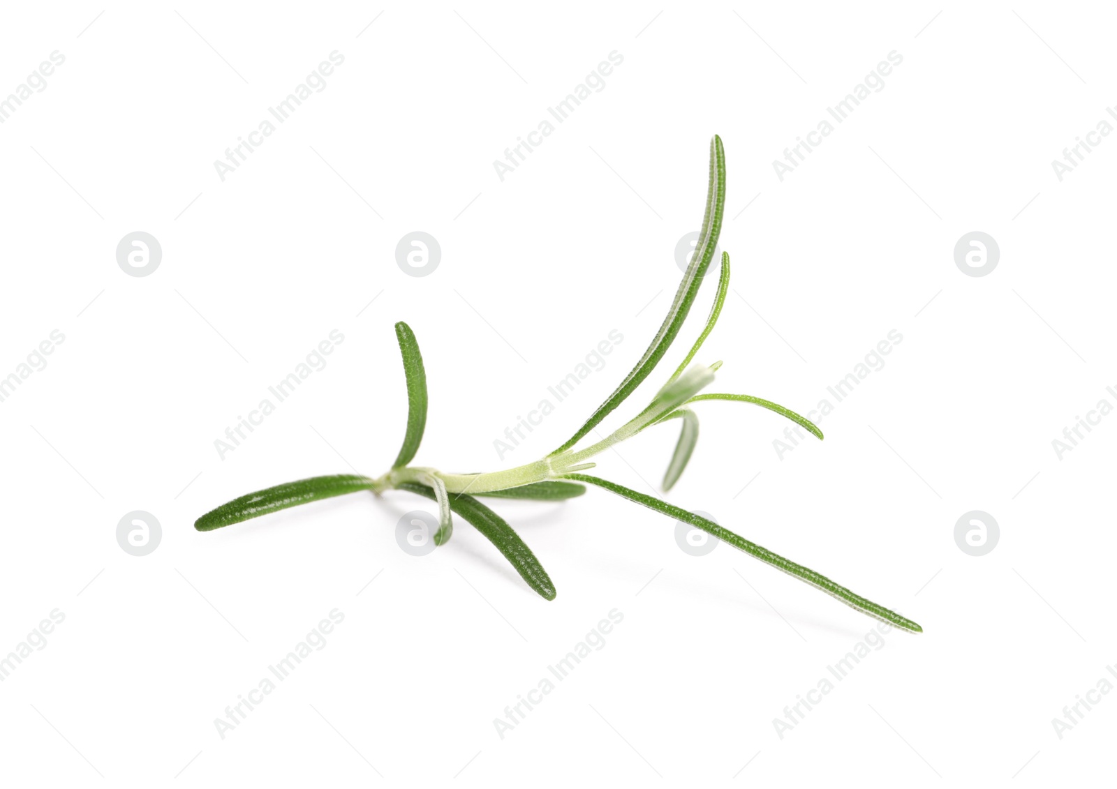 Photo of Sprig of fresh rosemary isolated on white