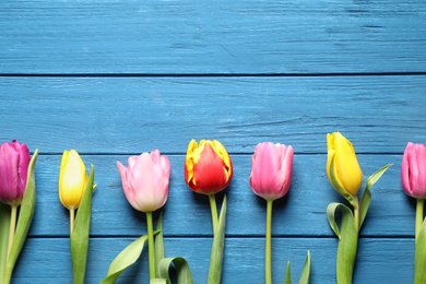 Photo of Beautiful spring tulips on blue wooden table, flat lay. Space for text