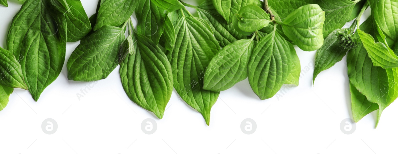 Photo of Beautiful spring green leaves on white background