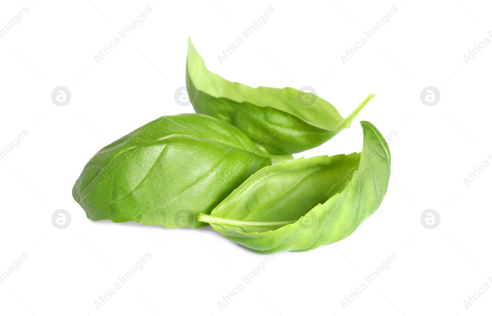 Photo of Fresh green basil leaves isolated on white