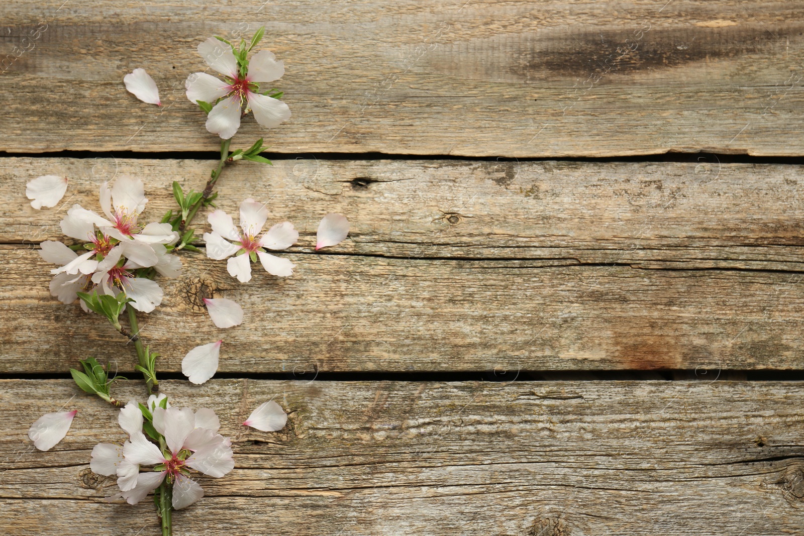 Photo of Spring season. Beautiful blossoming tree branch and flower petals on wooden table, flat lay. Space for text