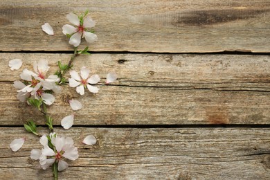 Spring season. Beautiful blossoming tree branch and flower petals on wooden table, flat lay. Space for text