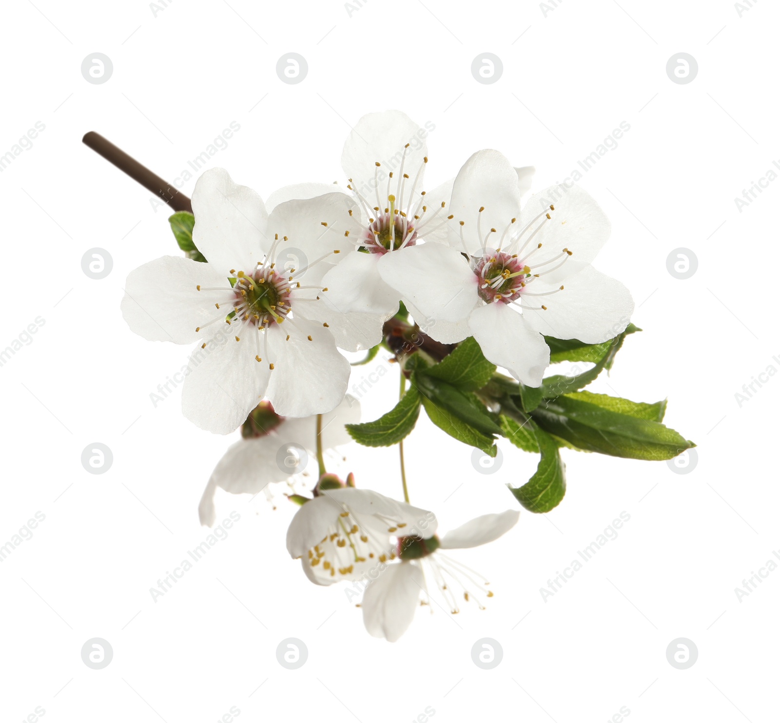 Photo of Beautiful fresh cherry blossoms isolated on white