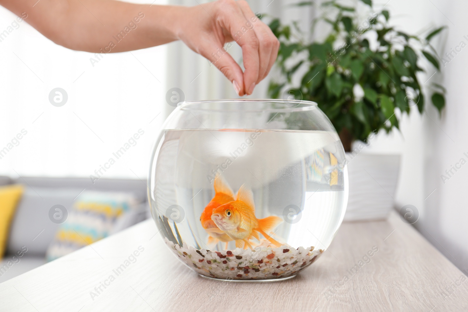 Photo of Woman feeding beautiful goldfishes at home, closeup