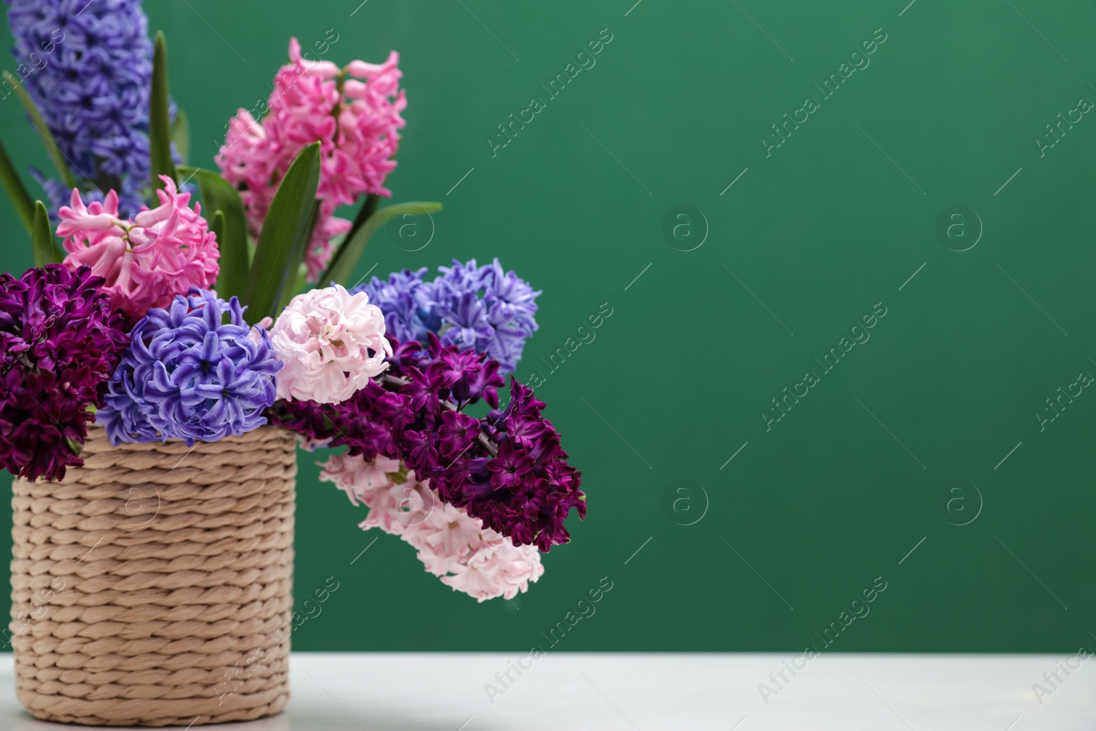 Photo of Beautiful hyacinths in wicker pot on table against color background, space for text. Spring flowers