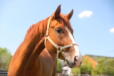Photo of Chestnut horse outdoors on sunny day. Beautiful pet