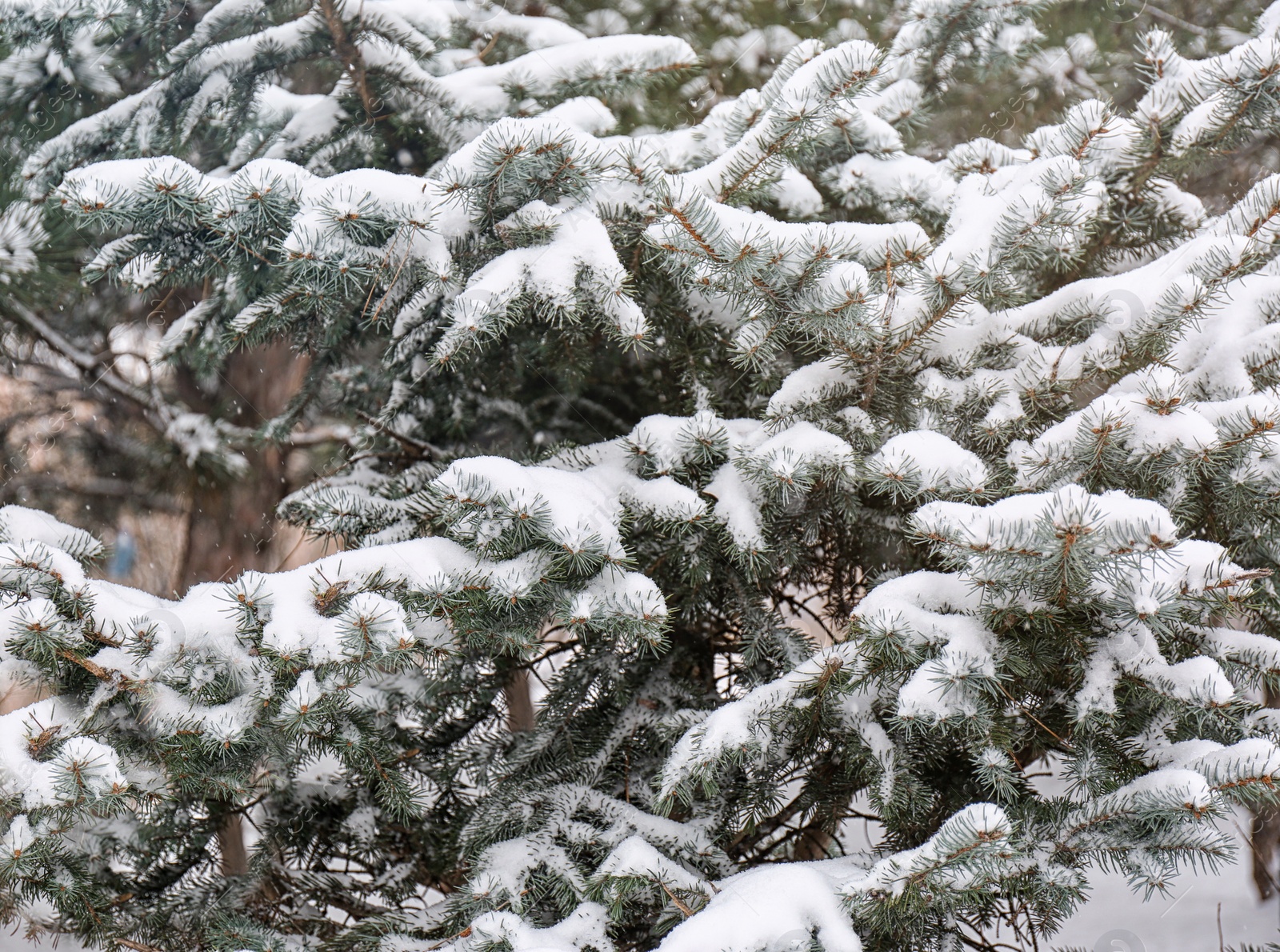 Photo of Coniferous branches covered with fresh snow, closeup