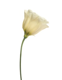 Photo of Beautiful fresh Eustoma flower isolated on white
