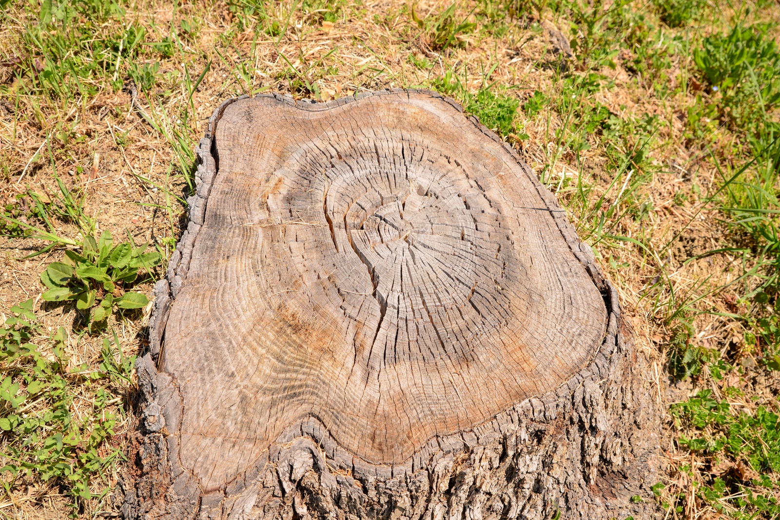 Photo of Tree stump surrounded by green grass outdoors