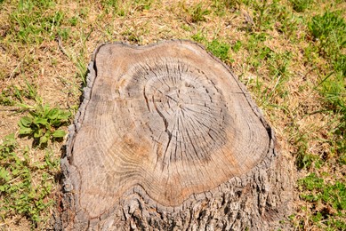 Photo of Tree stump surrounded by green grass outdoors