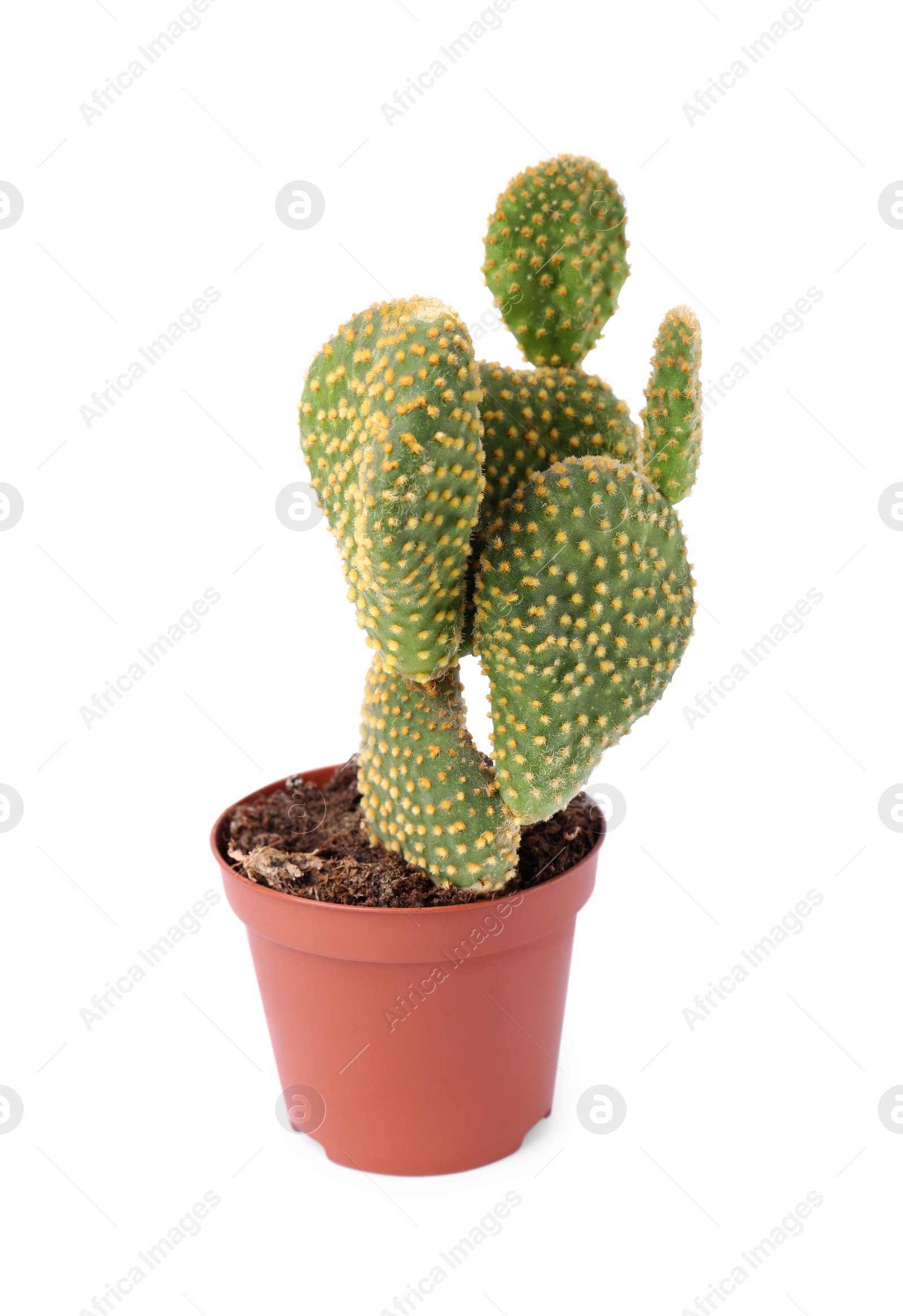 Photo of Beautiful green Opuntia cactus in pot on white background