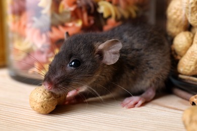 Photo of Small brown rat looking for food on wooden shelf, closeup