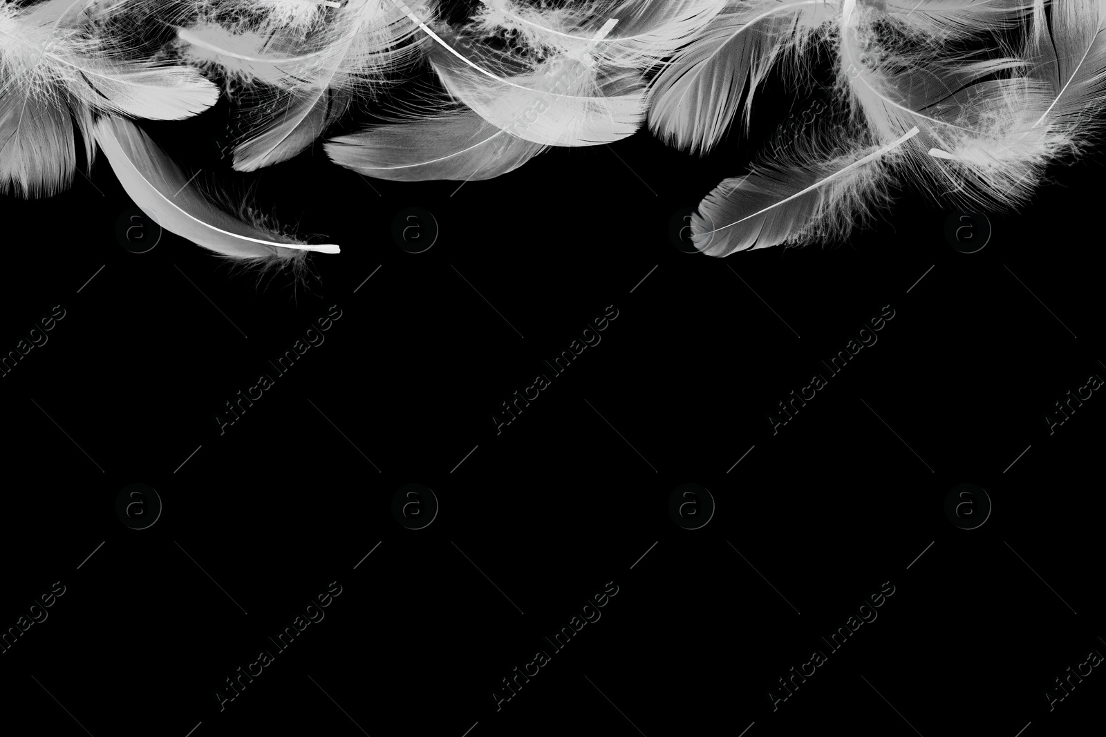 Image of Fluffy bird feathers in air on black background, space for text