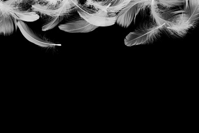 Image of Fluffy bird feathers in air on black background, space for text