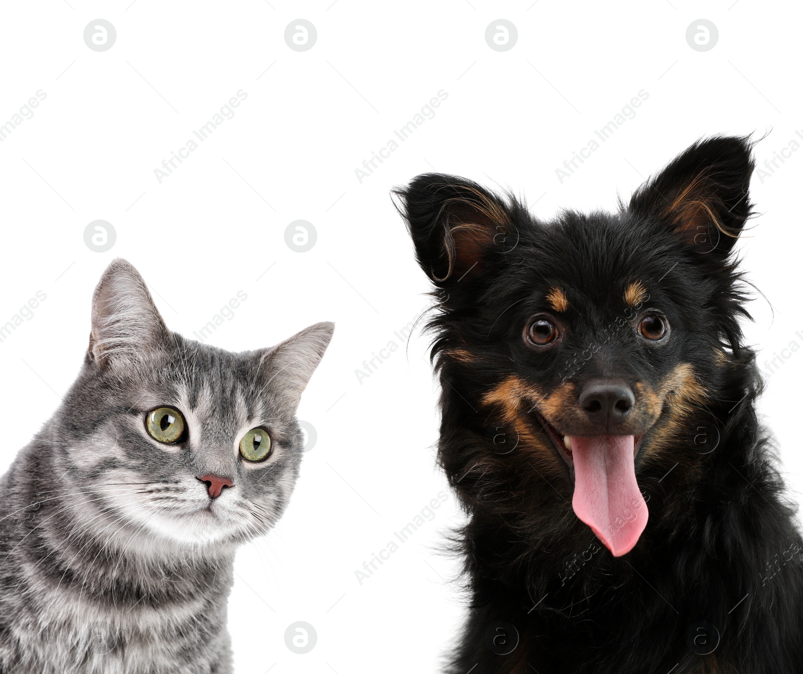 Image of Cute cat and dog on white background. Fluffy friends