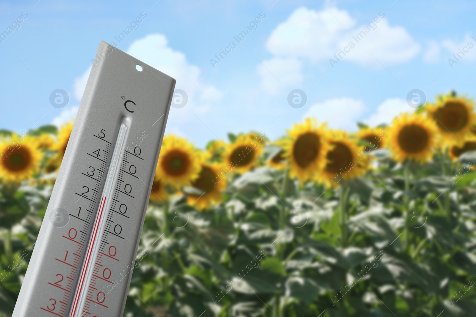 Image of Thermometer in sunflower field showing temperature, summer weather