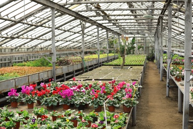 Photo of Many pots with blooming flowers and fresh seedlings in greenhouse. Home gardening