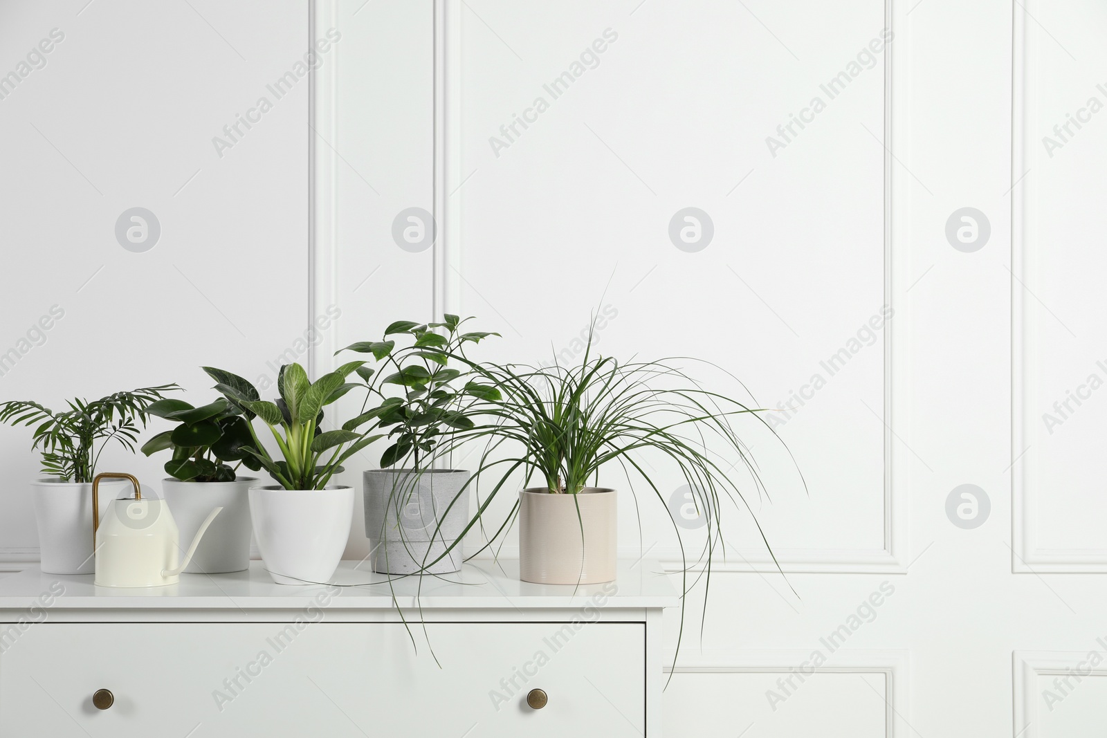 Photo of Many different houseplants in pots on chest of drawers near white wall, space for text