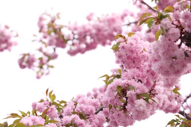 Beautiful blossoming sakura outdoors on spring day