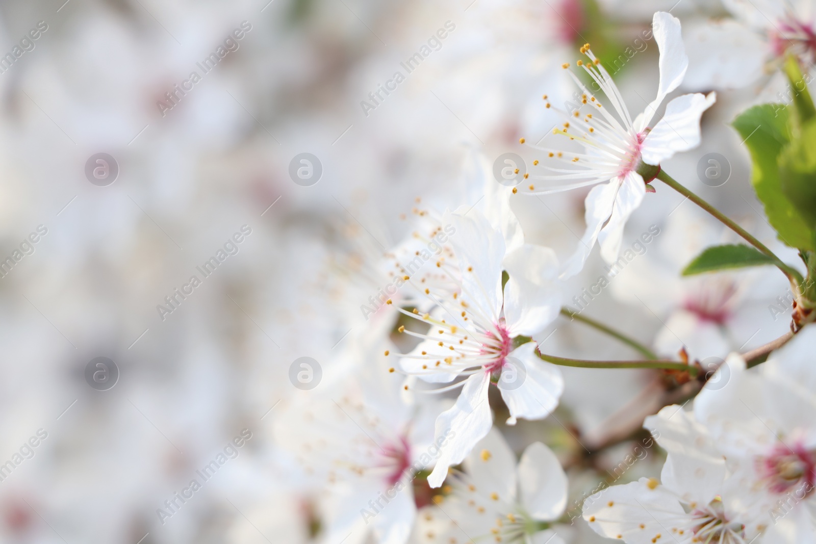 Photo of White blossoms of cherry tree on blurred background, closeup with space for text. Spring season