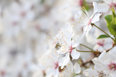 White blossoms of cherry tree on blurred background, closeup with space for text. Spring season