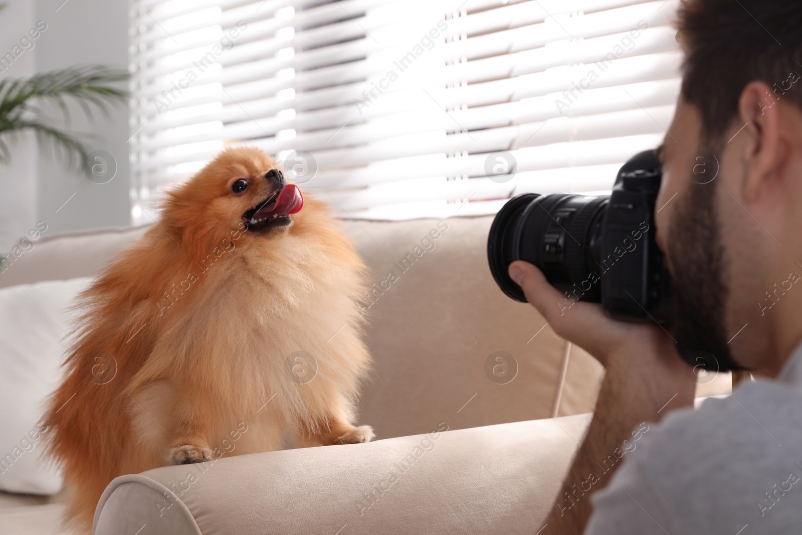 Photo of Professional animal photographer taking picture of beautiful Pomeranian spitz dog indoors, closeup