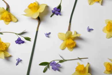 Photo of Beautiful yellow daffodils and periwinkle flowers on white background, flat lay