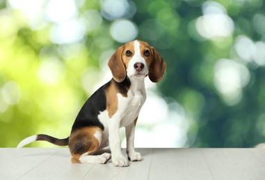 Cute Beagle puppy on white wooden surface outdoors, bokeh effect. Adorable pet 