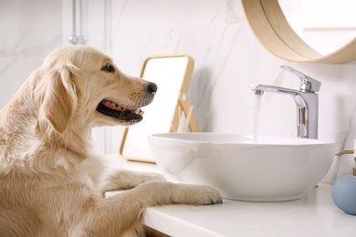 Photo of Cute Golden Labrador Retriever near sink in bathroom