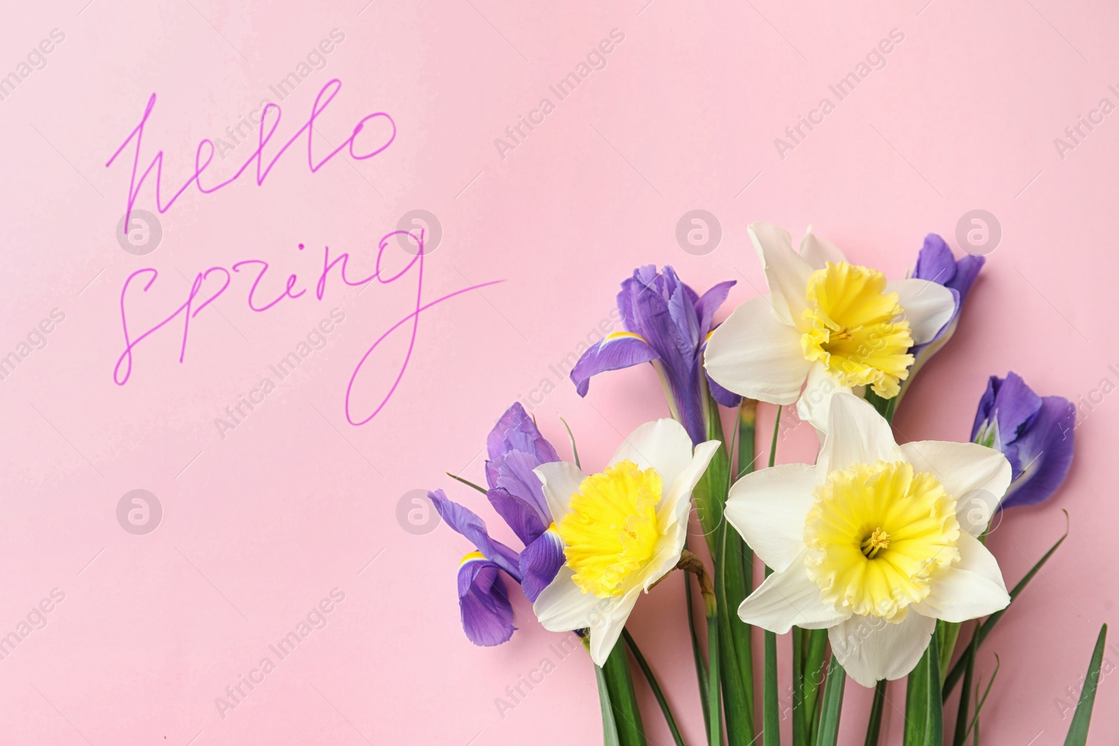 Photo of Words HELLO SPRING and fresh flowers on pink background, flat lay