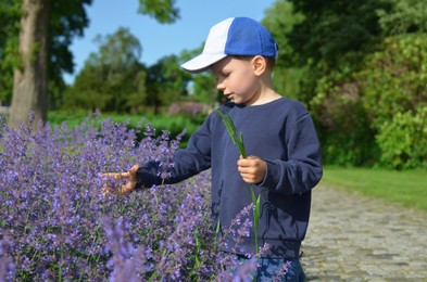 Cute boy standing near lavender plants in park outdoors