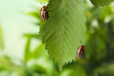 Photo of Colorado potato beetles on green leaf against blurred background, closeup