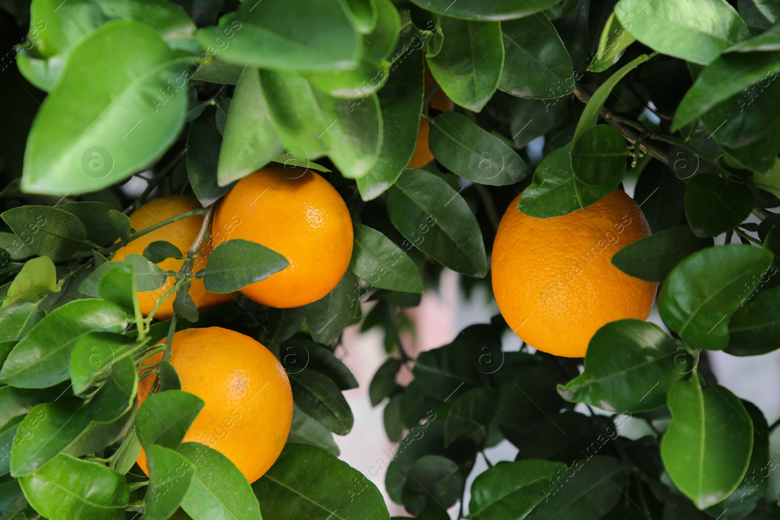 Photo of Oranges among green leaves on tree outdoors, closeup