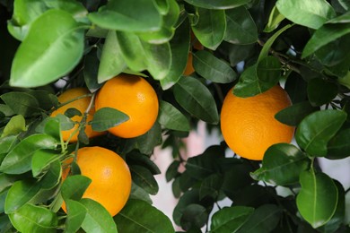 Oranges among green leaves on tree outdoors, closeup