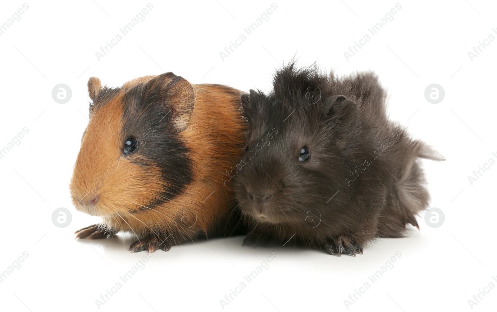 Photo of Cute funny guinea pigs on white background