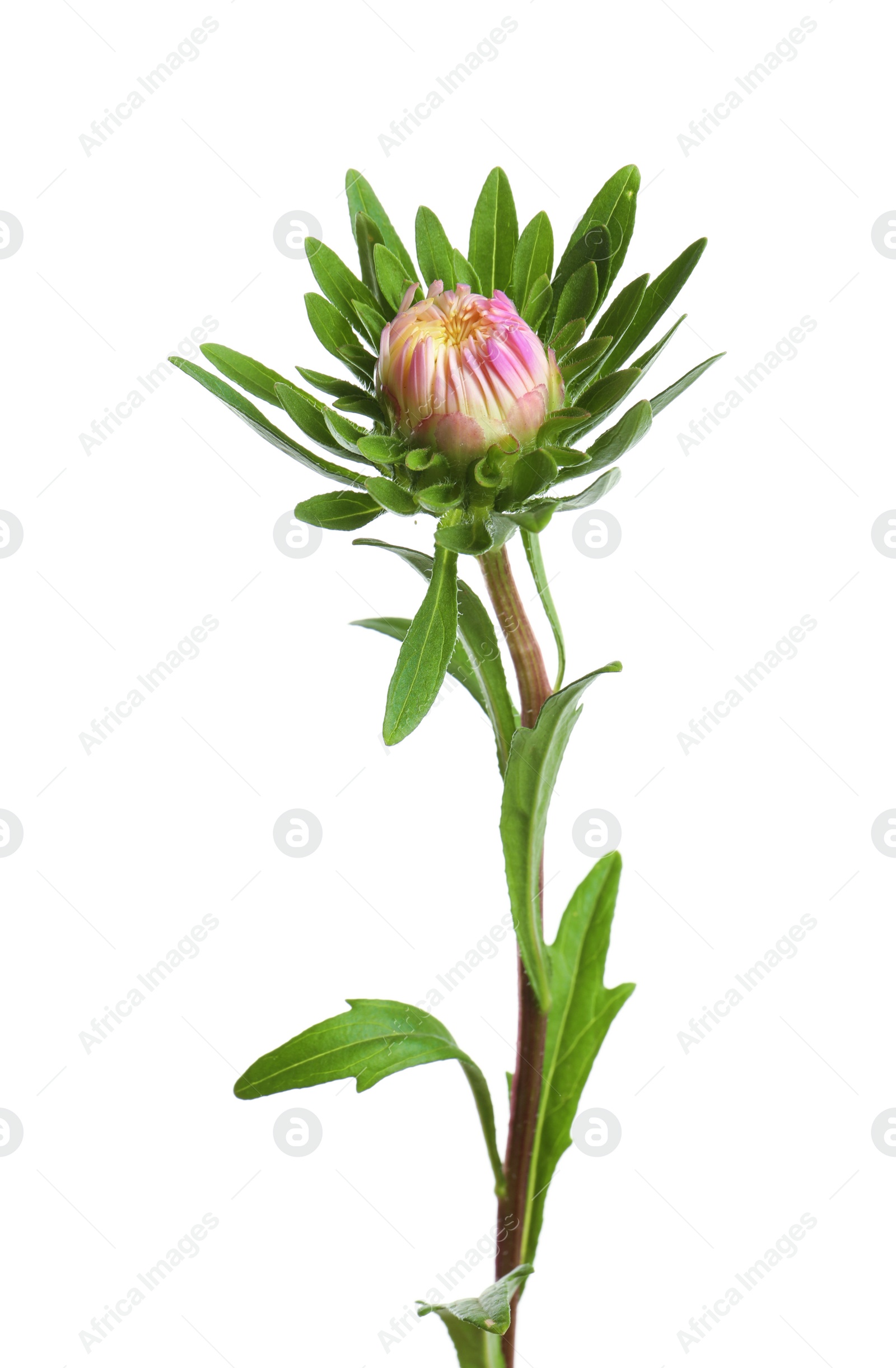 Photo of Beautiful bright aster flower on white background