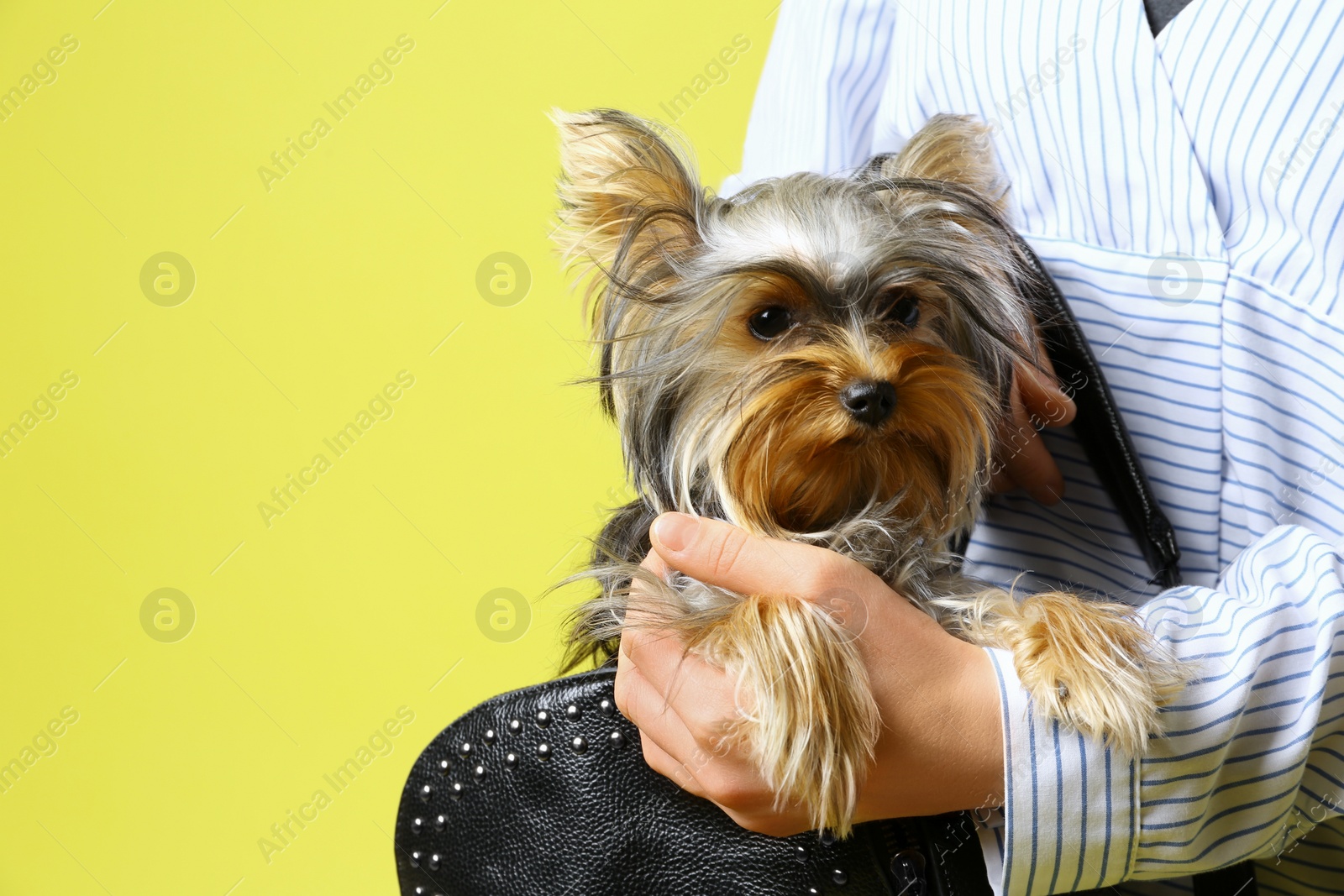 Photo of Woman holding black bag with Adorable Yorkshire terrier on yellow background, space for text. Cute dog