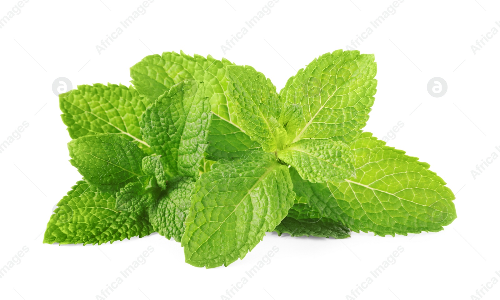 Photo of Fresh green mint leaves isolated on white