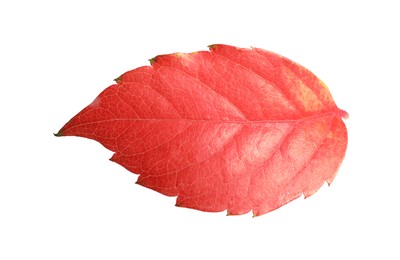 Photo of One red autumn leaf isolated on white