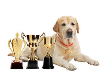 Image of Cute labrador retriever with gold medal and trophy cups on white background