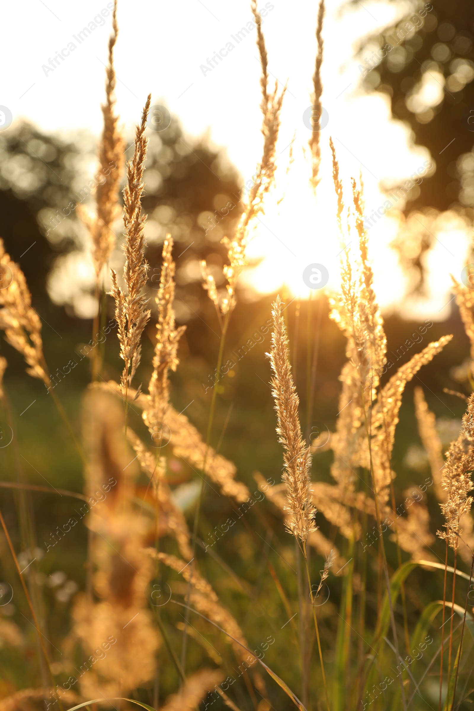 Photo of Beautiful view of reed grass growing in meadow at sunset