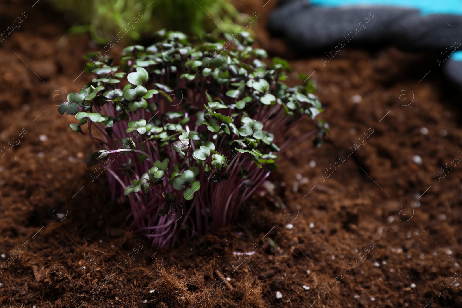 Photo of Fresh organic microgreen growing in soil, closeup